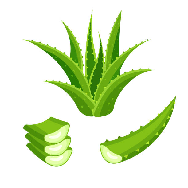Green plant, leaves and cut pieces of aloe. Set of aloe vera isolated on white background. Green plant, leaves and cut pieces. Vector illustration in a flat trendy style. aloe vera gel stock illustrations