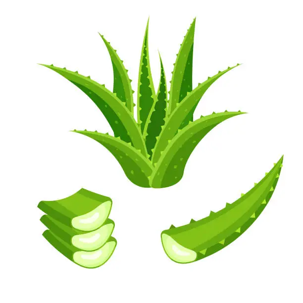 Vector illustration of Green plant, leaves and cut pieces of aloe.