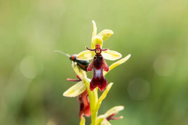 Photo of Fly Orchid (Orchis insectifera) in natural habitat