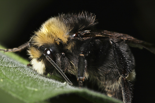 A cute, fluffy bumble bee with a yellow face sleeps on a leaf