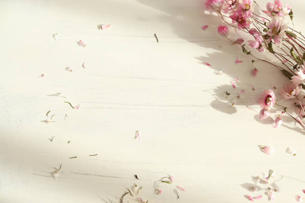 istock Pink flowers on a white background 1255756777