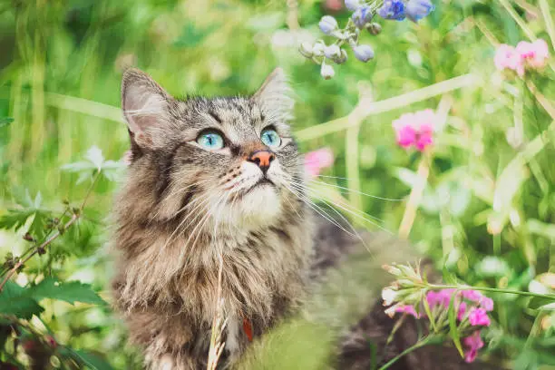 Photo of A striped Siberian cat sits in a field and looks at plants and flowers.