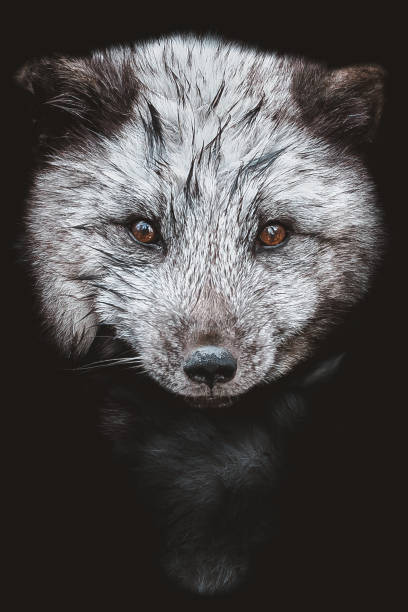 istock The head of a blue Arctic Fox on a black background. 1255756916