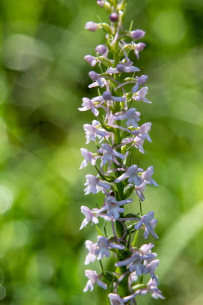 istock Fragrant Orchid (Gymnadenia conopsea) in natural habitat 1255757554