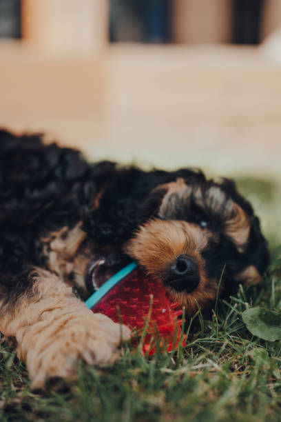 istock Cute Cockapoo puppy playing with a watermelon slice-shaped chewy toy in a garden. 1255759085