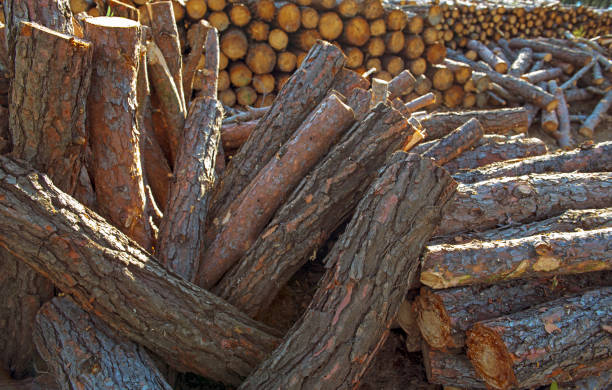 Pile of pine wood tree trunks