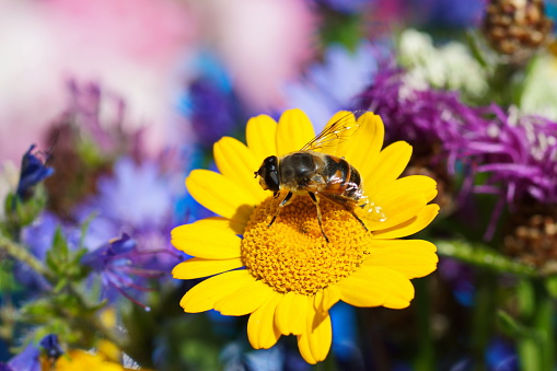 Bavaria, Germany. Close-up of a Bee on a Wild flower meadow.