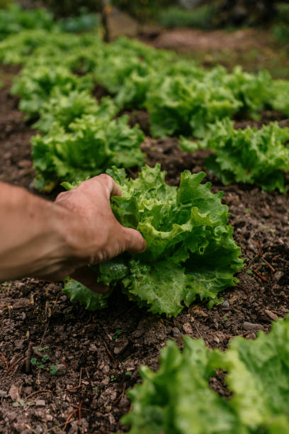 istock Organic salad harvest 1255759309