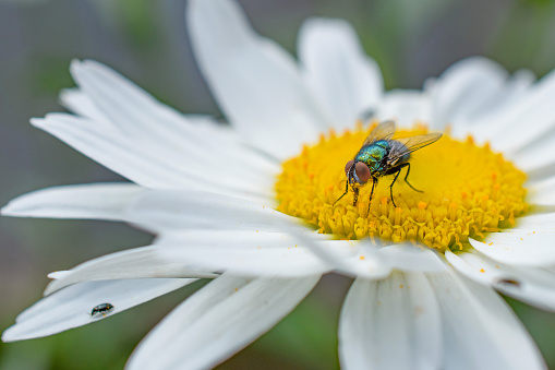 A Macro close up head on view of a Blue Bottle fly feeding on nectar on a daisy flower showing its compound eyes.