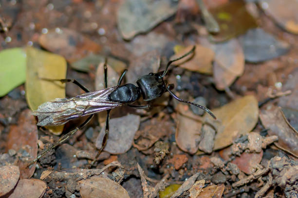 istock Flying Queen Ant Walking On The Ground (Flying Queen Ant / Family Formicidae) 1255761555
