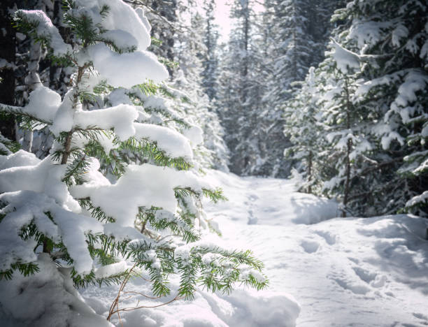 shot Kananaskis Country, Alberta, Canada