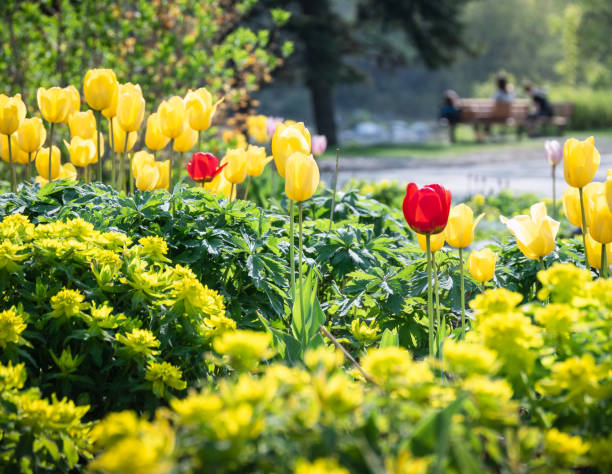red and yellow tulips in foreground