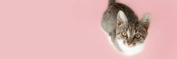 Banner with gray tabby cat looking up.
