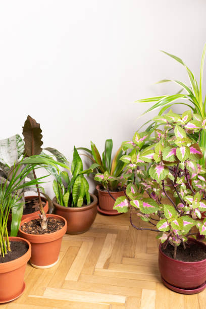 istock Various green houseplants on a floor. 1255762037