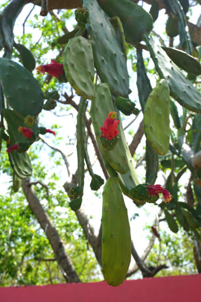 istock Cactus with red and pink flowers blooming with blurred background vegetation 1255763330