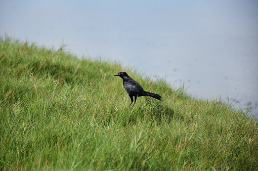 Pretty blackbird standing in green grass beside a pond.