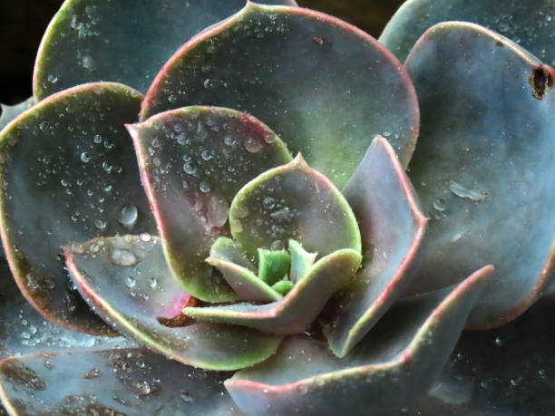 istock Close up of succulents 1255764369
