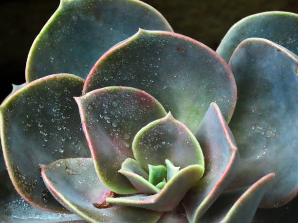 istock Close up of succulents 1255764394