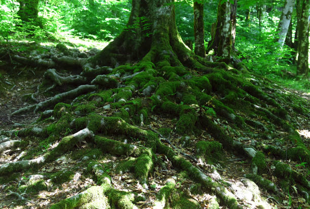 istock Landscape of the fairy forest 1255765403