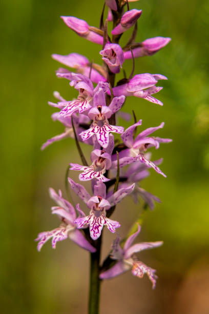 istock Sack-bearing Orchid (Dactylorhiza saccifera) 1255765682