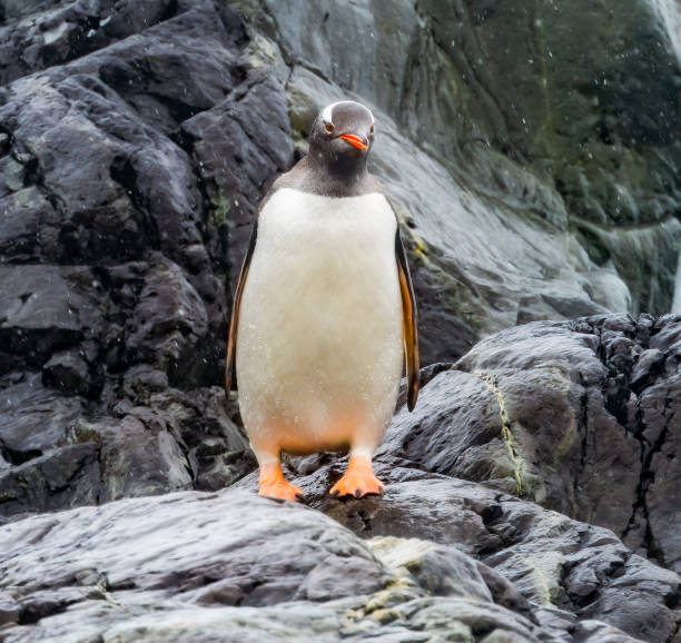 Gentoo Penguin Paradise Bay Skintorp Cove Antarctica Snowing Gentoo Penguin Paradise Bay Skintorp Cove Antarctica paradise bay antarctica stock pictures, royalty-free photos & images