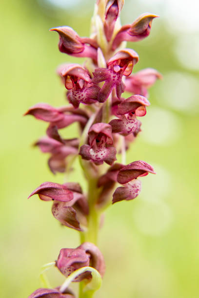 istock Bug Orchid (Orchis coriophora) in natural habitat 1255769095