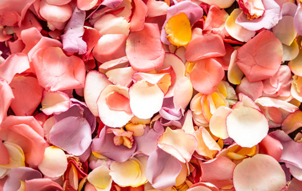 istock Beautiful bright background of fresh rose petals 1255769170