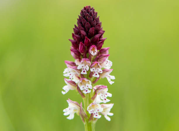 Burnt Orchid (Orchis ustulata) in natural habitat Burnt Orchid (Orchis ustulata) in natural habitat orchis ustulata stock pictures, royalty-free photos & images