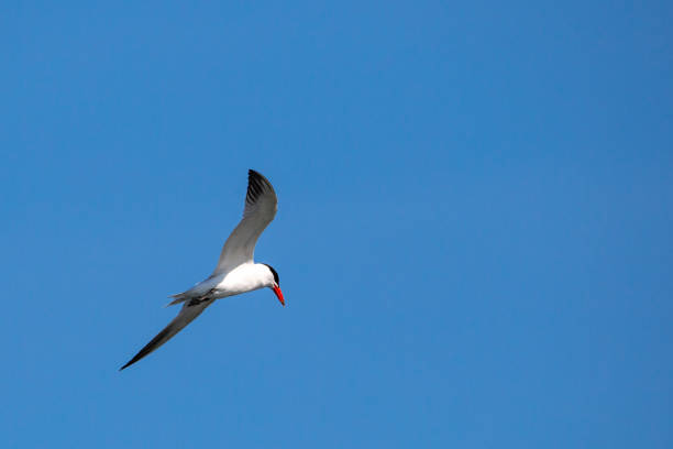 istock Common Tern (Sterna hirundo) soaring in a blue sky in July 1255769836