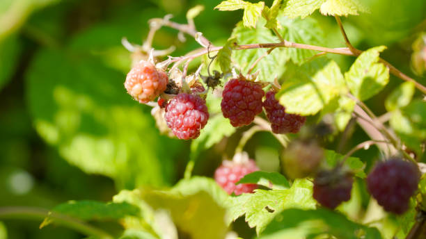 istock Small red raspberry fruit in a garden on a sunny summer day in Fulda, Germany. 1255770834