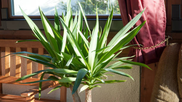 pianta di palme yucca in un giardino in una soleggiata giornata estiva a fulda, in germania. - yucca foto e immagini stock