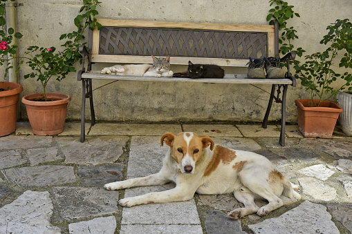 A dog and two cats rest peacefully together in the shade in a street in an old Italian village.