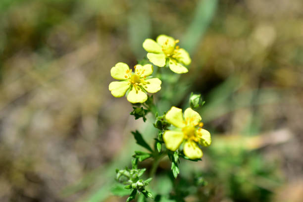 istock Small yellow flowers on a stalk in a field 1255773254