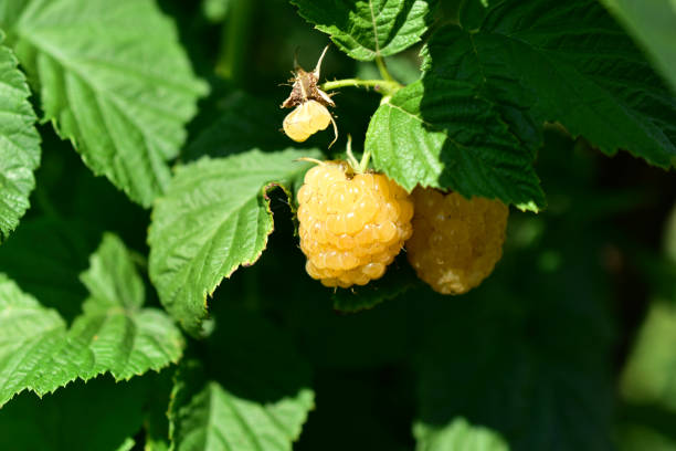 istock Yellow raspberries on a green Bush in summer 1255773335