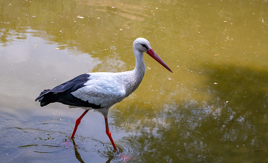 White Stork Near The Water