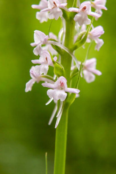 istock Fragrant Orchid (Gymnadenia conopsea) in natural habitat 1255773480