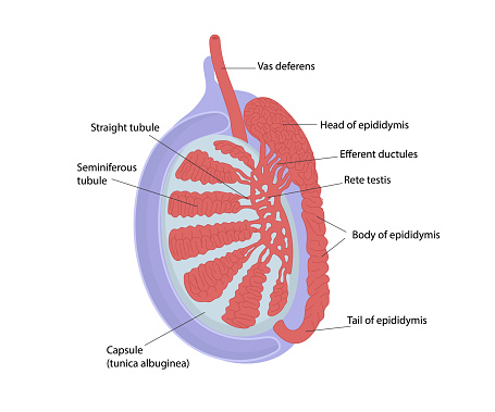 Testicular anatomy. Structur of testis. The diagram showing the network of semineferous tubules