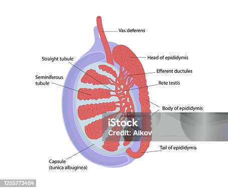 Testis Netter Rete Testis Diagram Figure 42.2a (Marieb) Structure Of The Testis.
