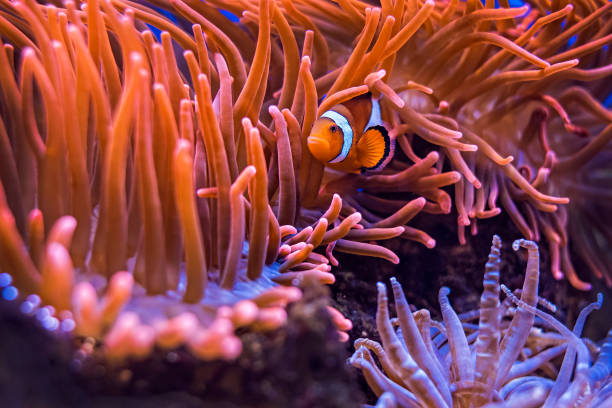 istock Amphiprion Ocellaris Clownfish In Marine Aquarium 1255773792