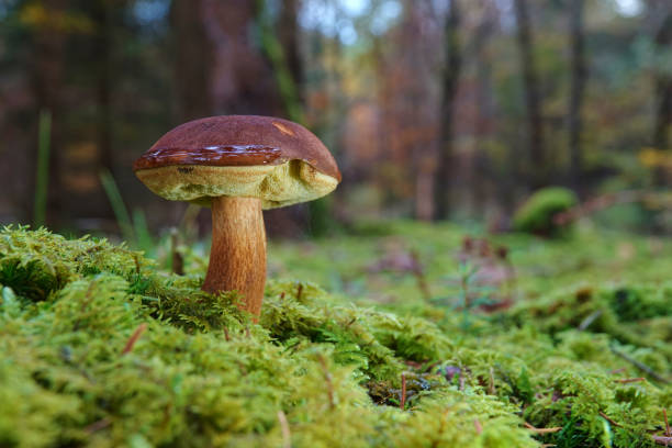 Brown stone mushroom in the autumn forest, green moss and large trees. Germany. Brown stone mushroom in the autumn forest, green moss and large trees. Germany. Cepe stock pictures, royalty-free photos & images