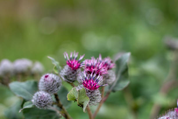 istock Young reptile flowers on a blurred green background. 1255773892