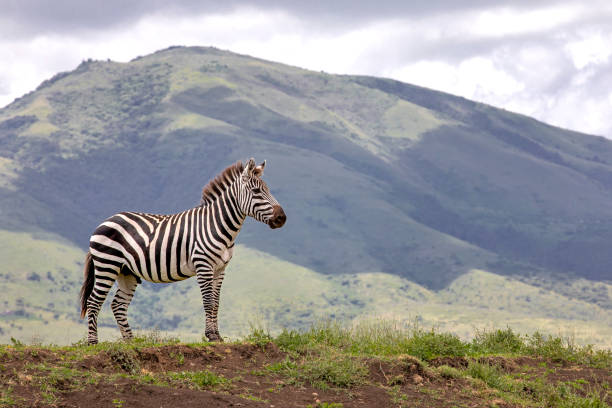zèbre marchant au cratère de ngorongoro - zebra africa wildlife nature photos et images de collection
