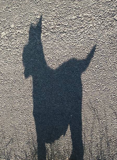 istock Shadow of Westie Dog wit Mouth Open 1255774894