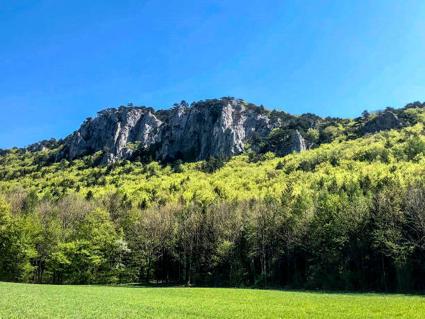 istock a rock behind the green forest 1255775929