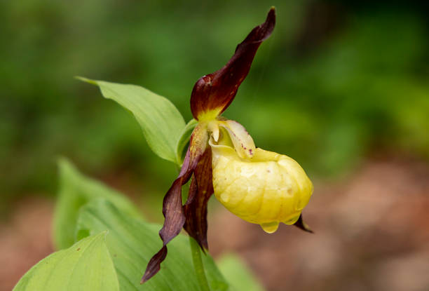 Lady`s Slipper Orchid (Cypripedium calceolus)