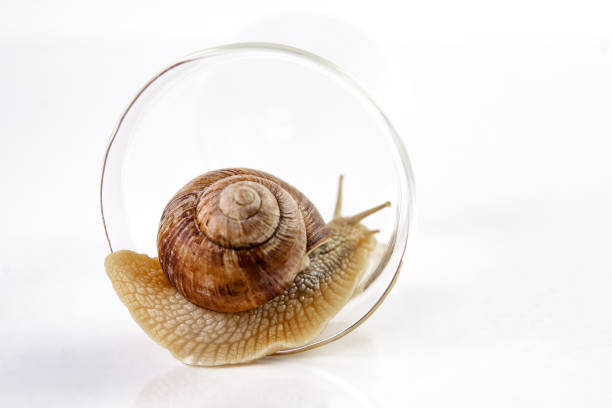istock A grape snail with a brown shell crawls along the edge of a glass cup on a white background. 1255776023