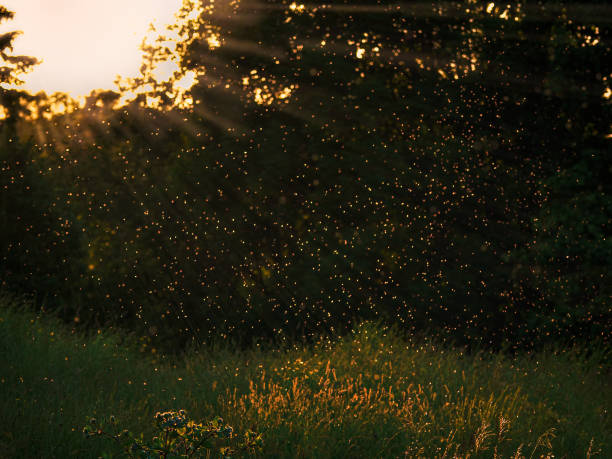istock Mosquitos swarm flying in sunset light in the evening 1255776135