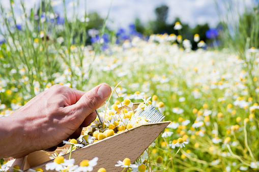 Man's hand picking up Chamomile in a spring sunny day