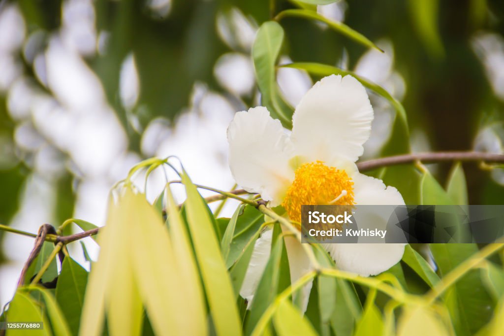 Hermosa Flor Blanca De Mesua Ferrea La Madera De Hierro De Ceilán Castaño De Rosa Indio O Azafrán Cobra En El Árbol Este Árbol De Crecimiento Lento Lleva El Nombre De La Hermosa Flor Blanca De Mesua Ferrea La Madera De Hierro De Ceilán Castaño De Rosa Indio O Azafrán Cobra En El Árbol Este Árbol De Crecimiento Lento Lleva El Nombre De La