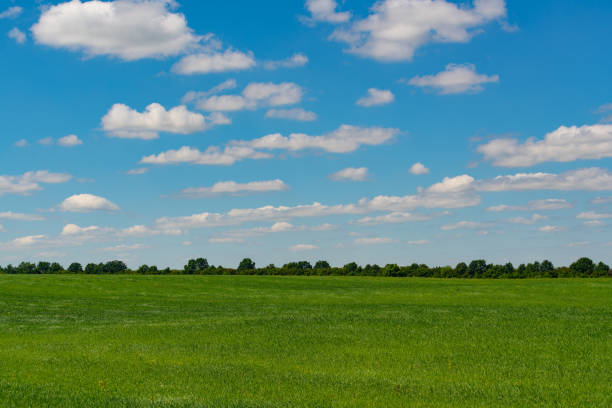 istock Blue sky with clouds above a field with green grass. 1255777011